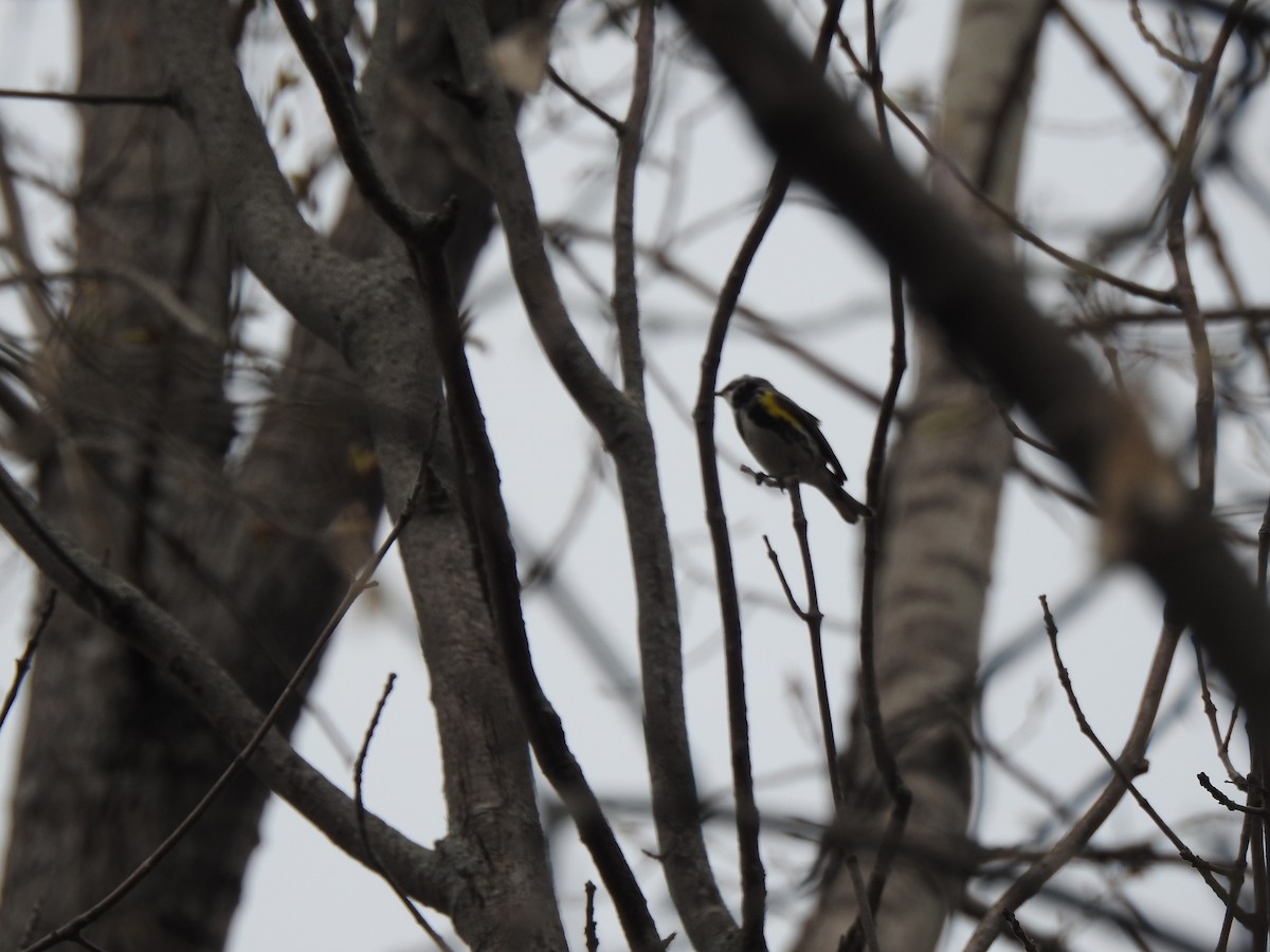 キヅタアメリカムシクイ - ML561573821