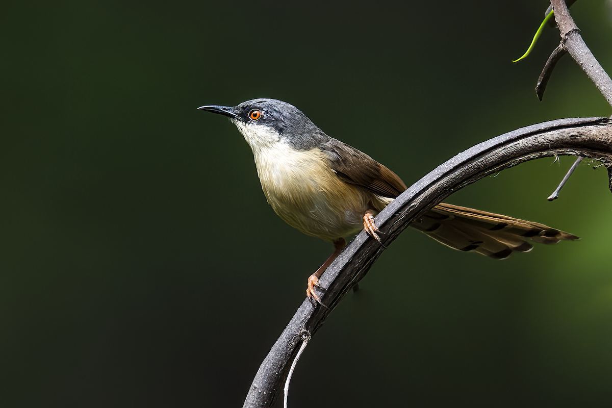 Ashy Prinia - ML561575951