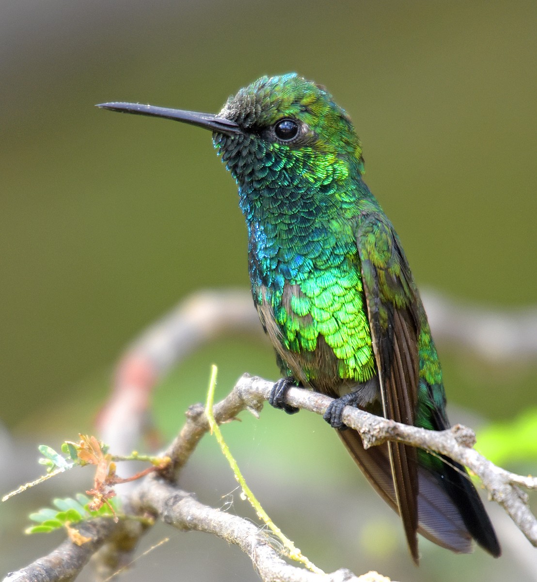 Blue-tailed Emerald - ML56157621