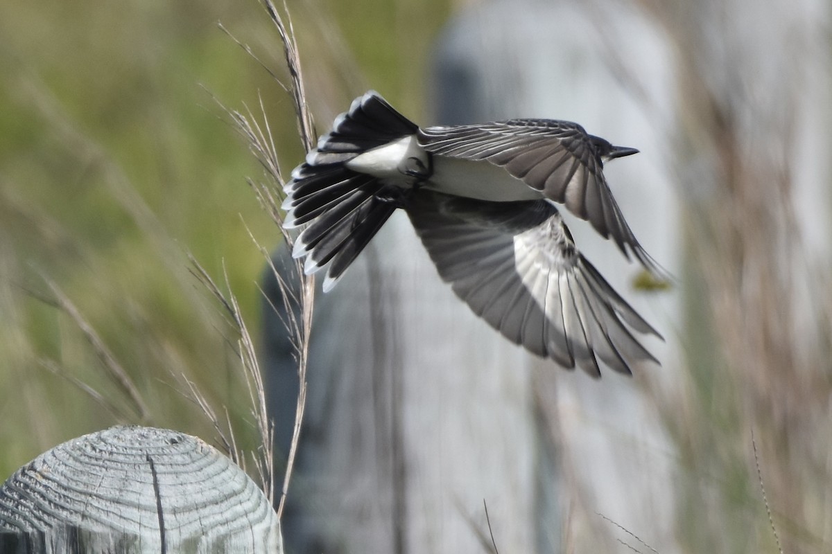 Eastern Kingbird - ML561576821