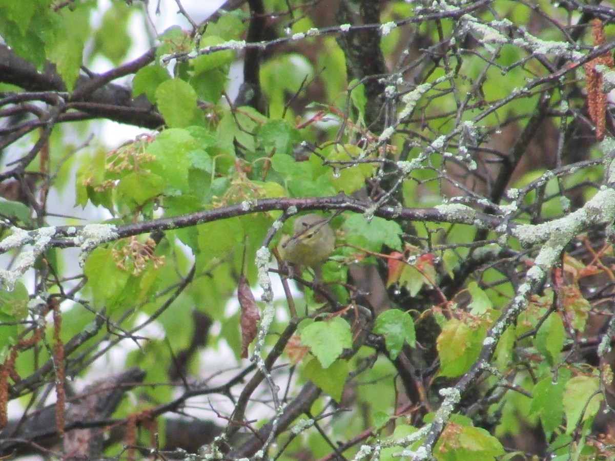 Orange-crowned Warbler - ML561577511