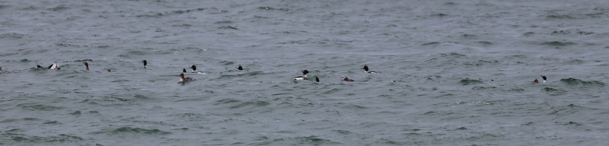 Red-breasted Merganser - ML561578741