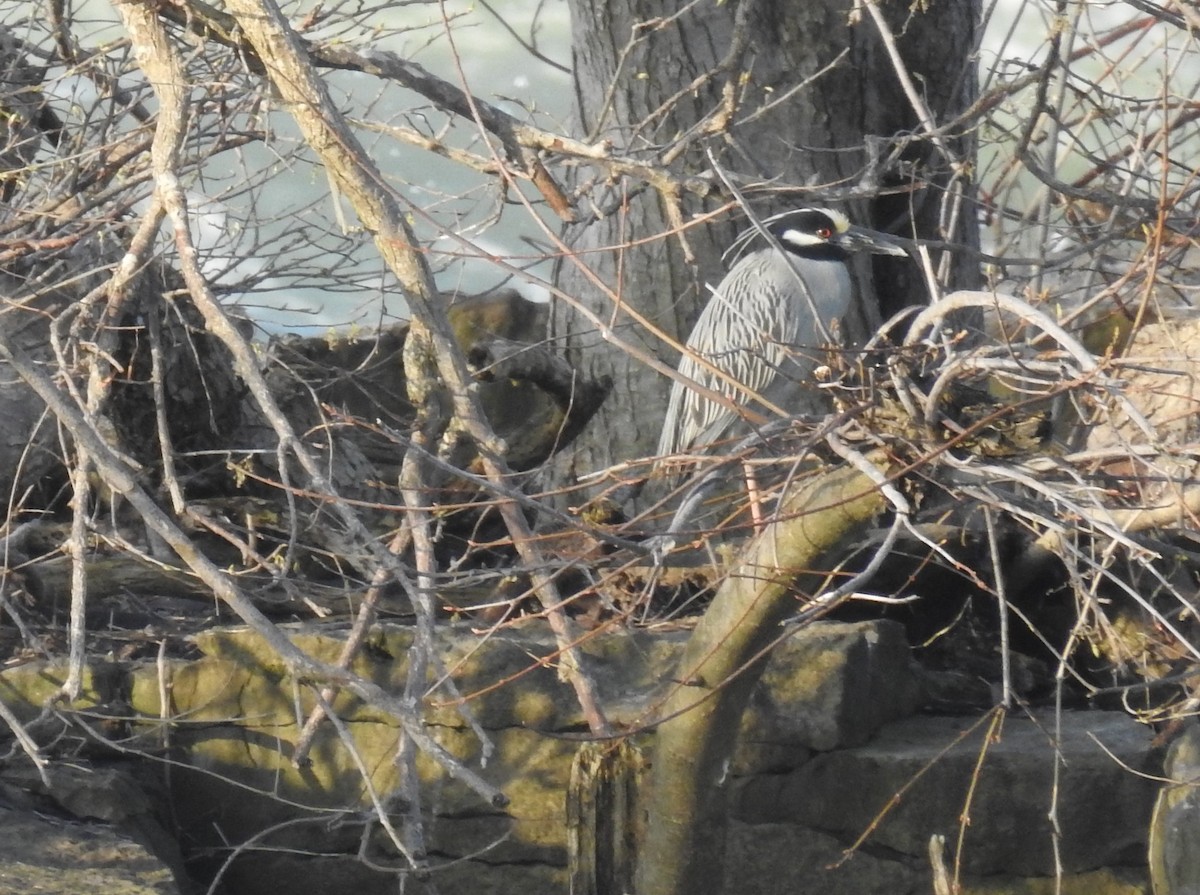 Yellow-crowned Night Heron - Russ Kopp