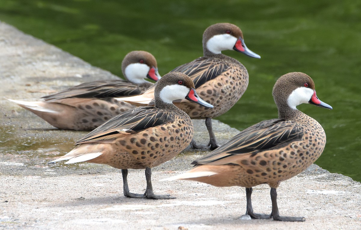 White-cheeked Pintail - ML56157941