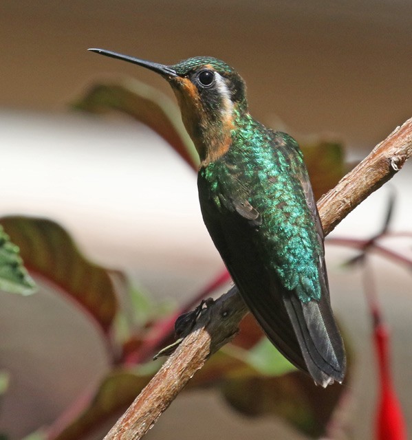 kolibřík fialovohrdlý - ML561580211