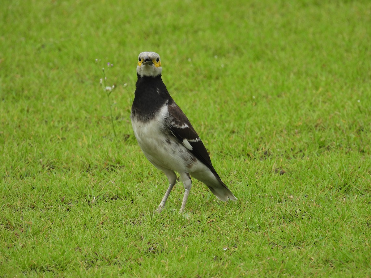 Black-collared Starling - ML561581791