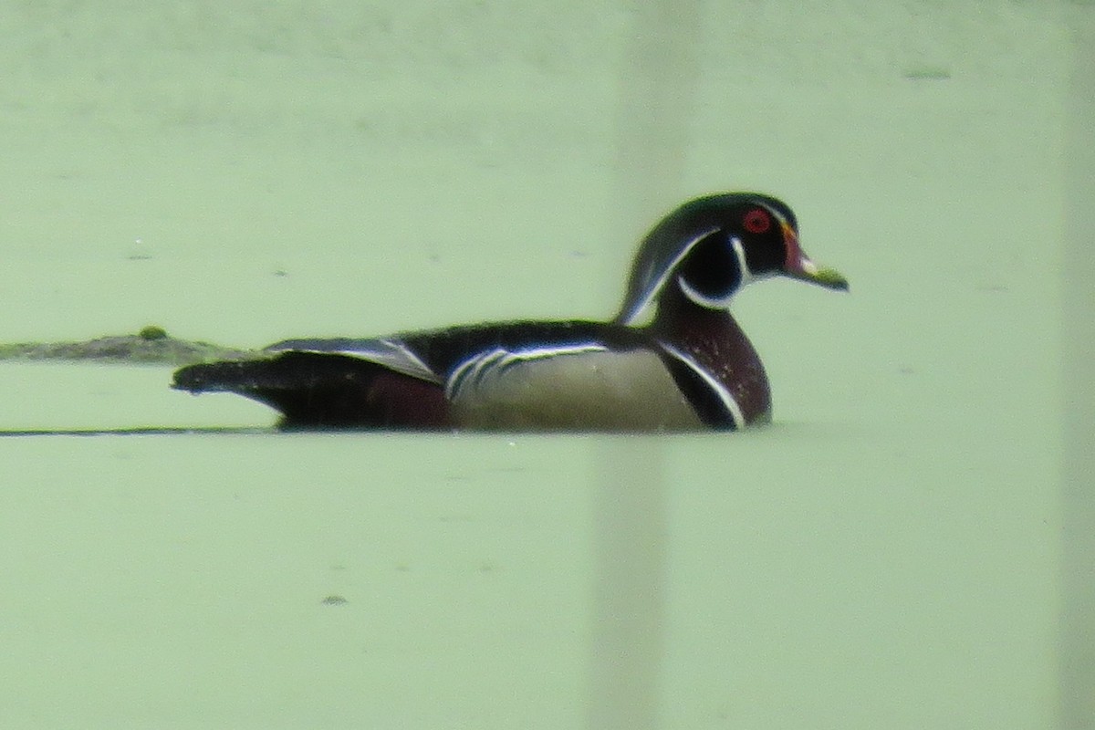 Wood Duck - ML561582001