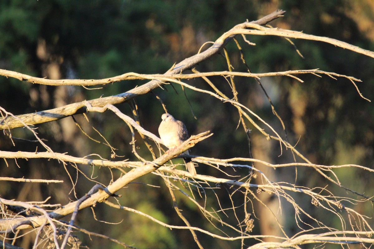 Spotted Dove - ML561583201