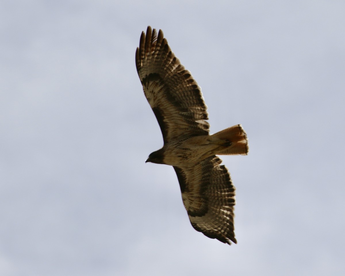 Red-tailed Hawk - ML561583461