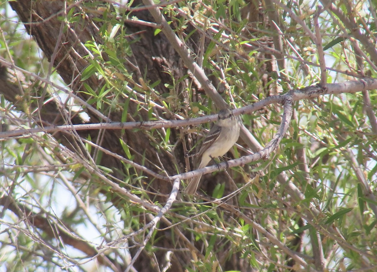 Gray Flycatcher - ML561583541