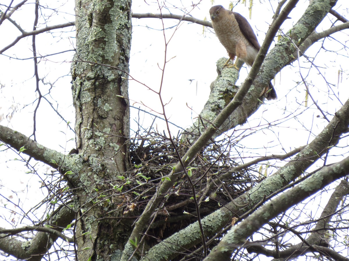 Cooper's Hawk - ML56158371