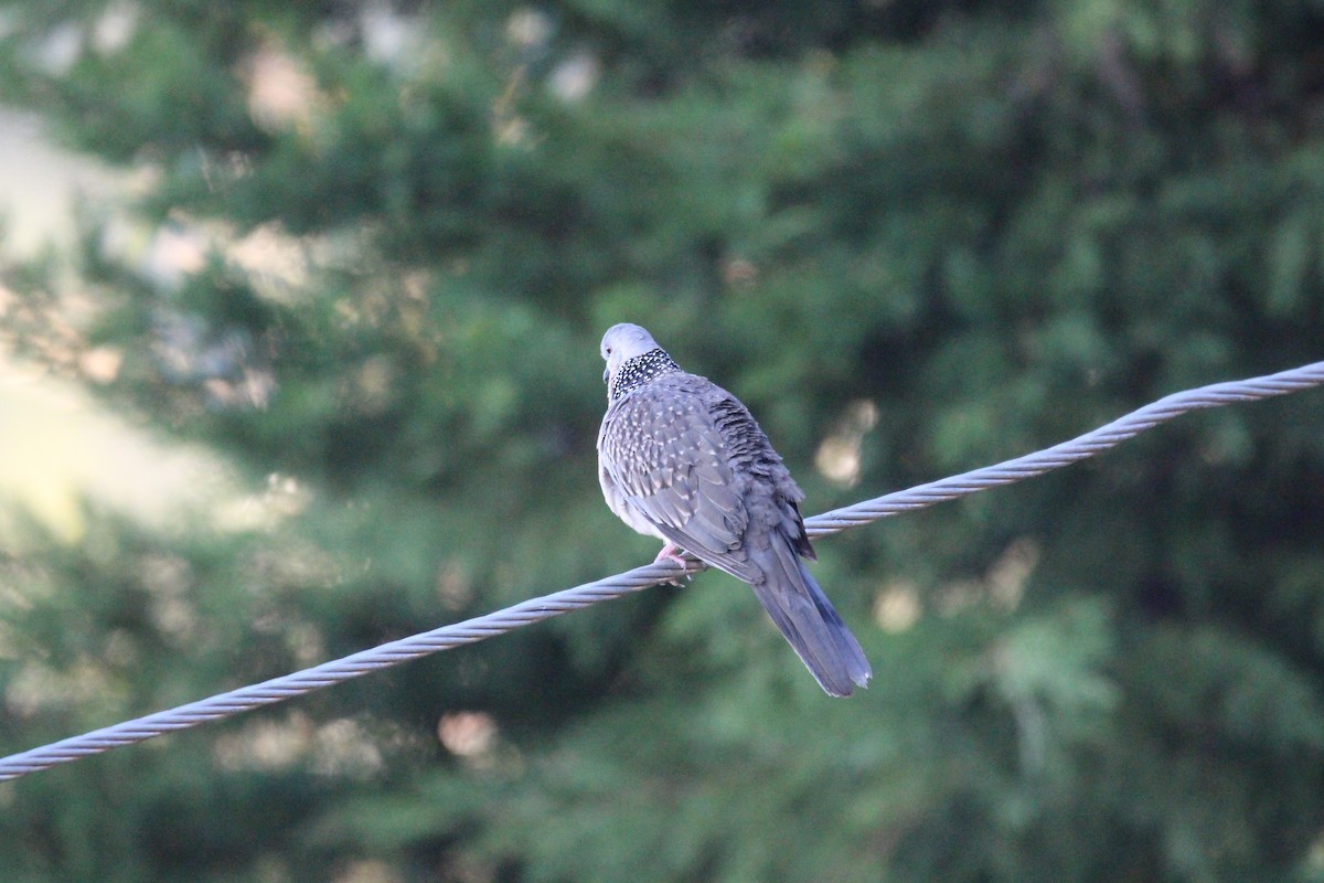 Spotted Dove - ML561583731