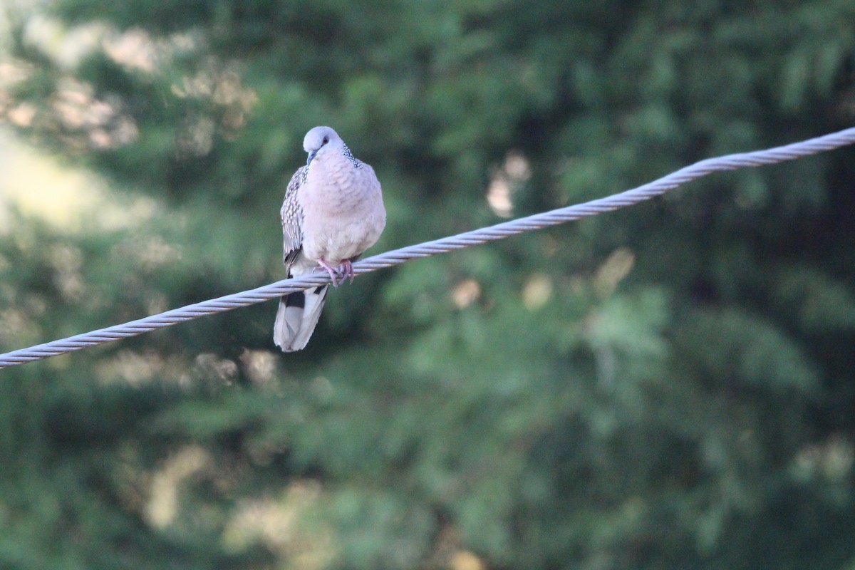 Spotted Dove - ML561583751