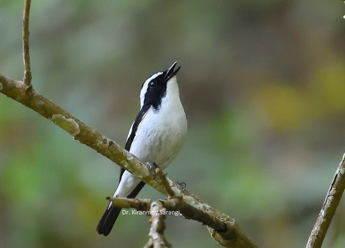 Little Pied Flycatcher - ML561584101