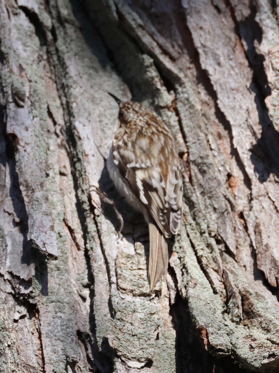 Brown Creeper - ML561584181