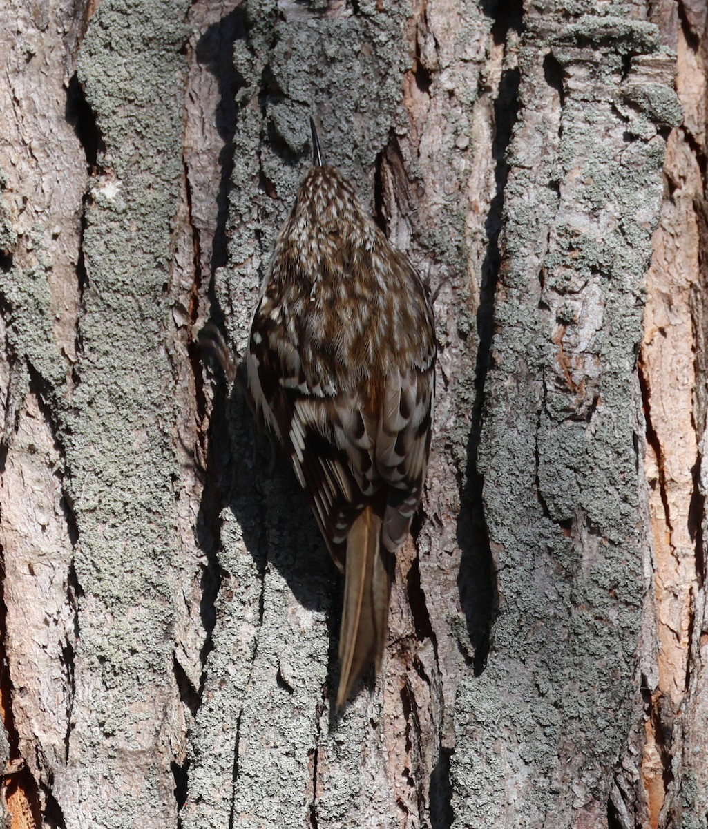 Brown Creeper - David Bates