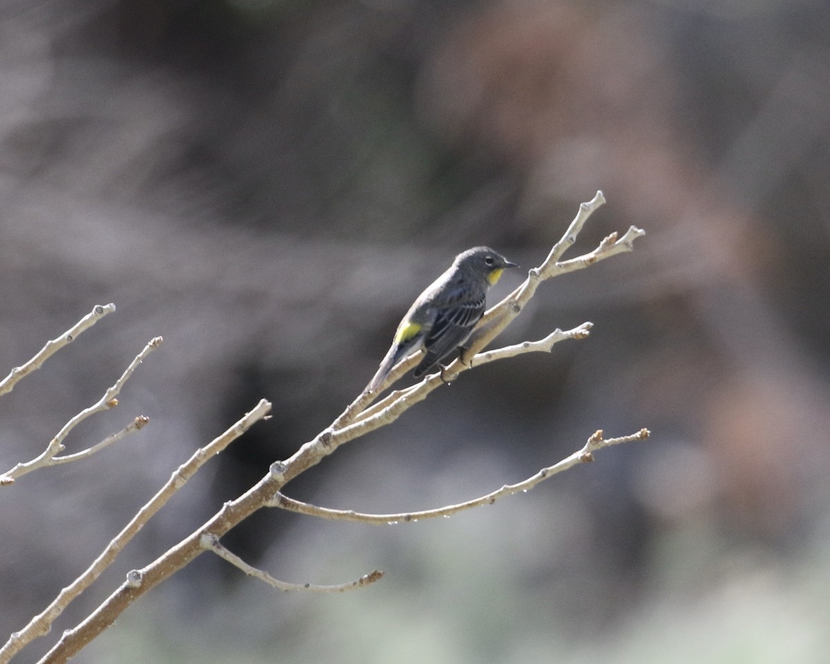 lesňáček žlutoskvrnný - ML561585351