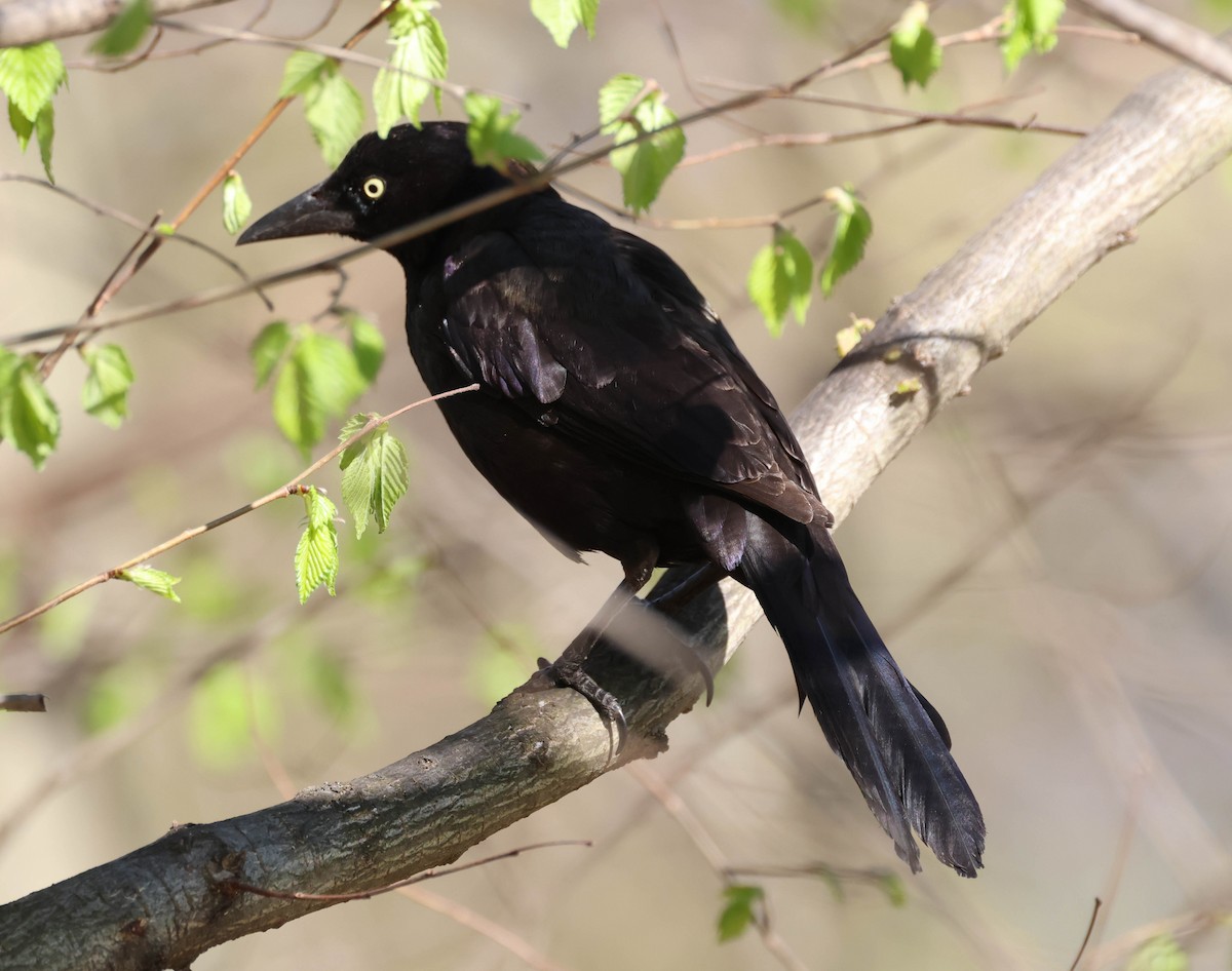 Common Grackle - ML561585811