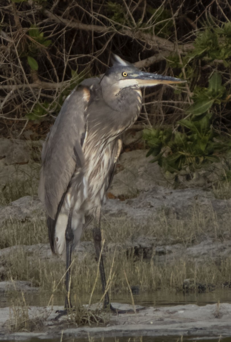 Great Blue Heron - Susan Davis