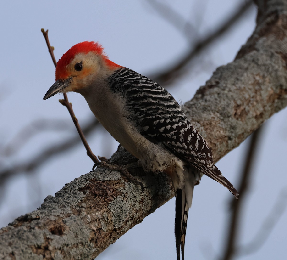 Red-bellied Woodpecker - David Bates