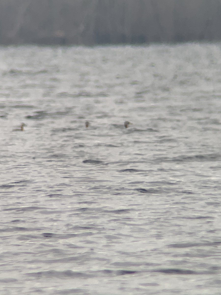 Red-necked Grebe - ML561586291