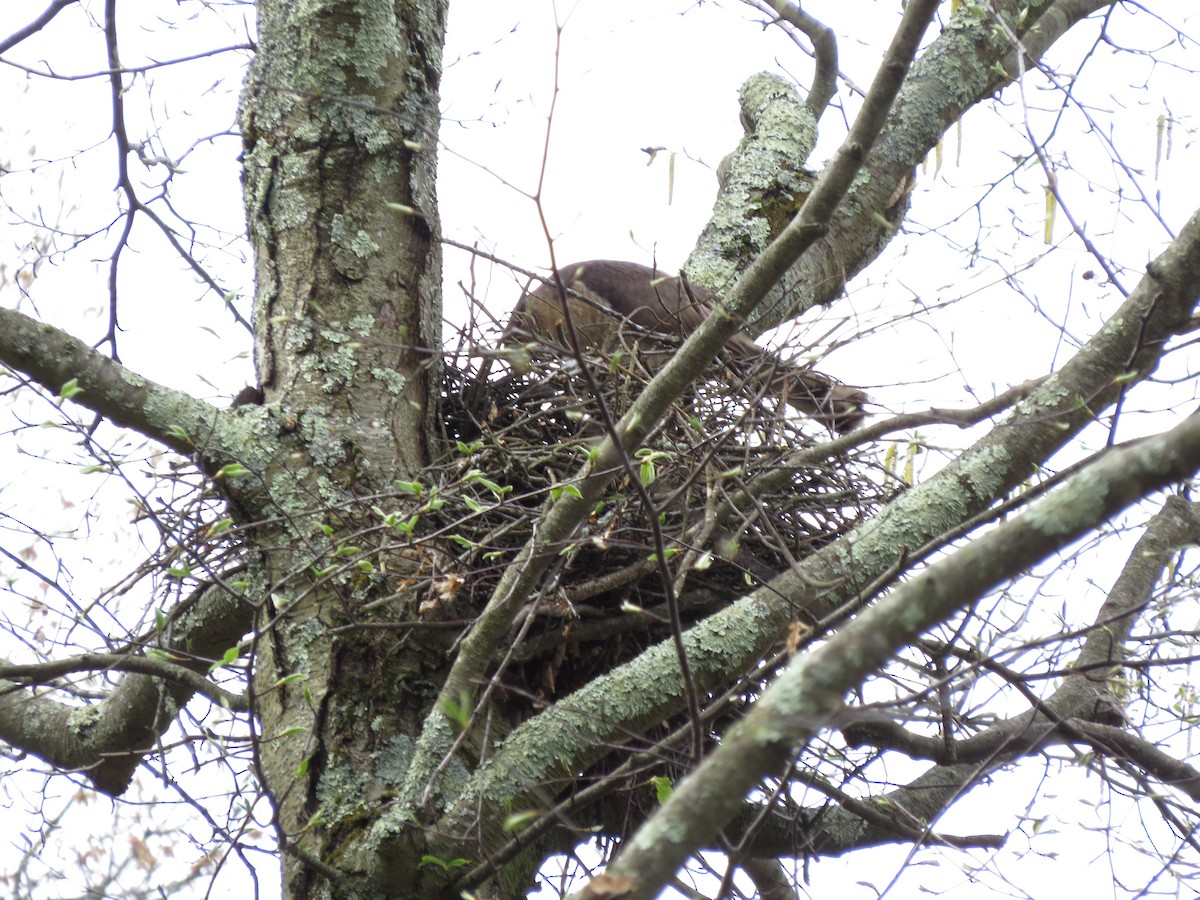 Cooper's Hawk - ML56158631