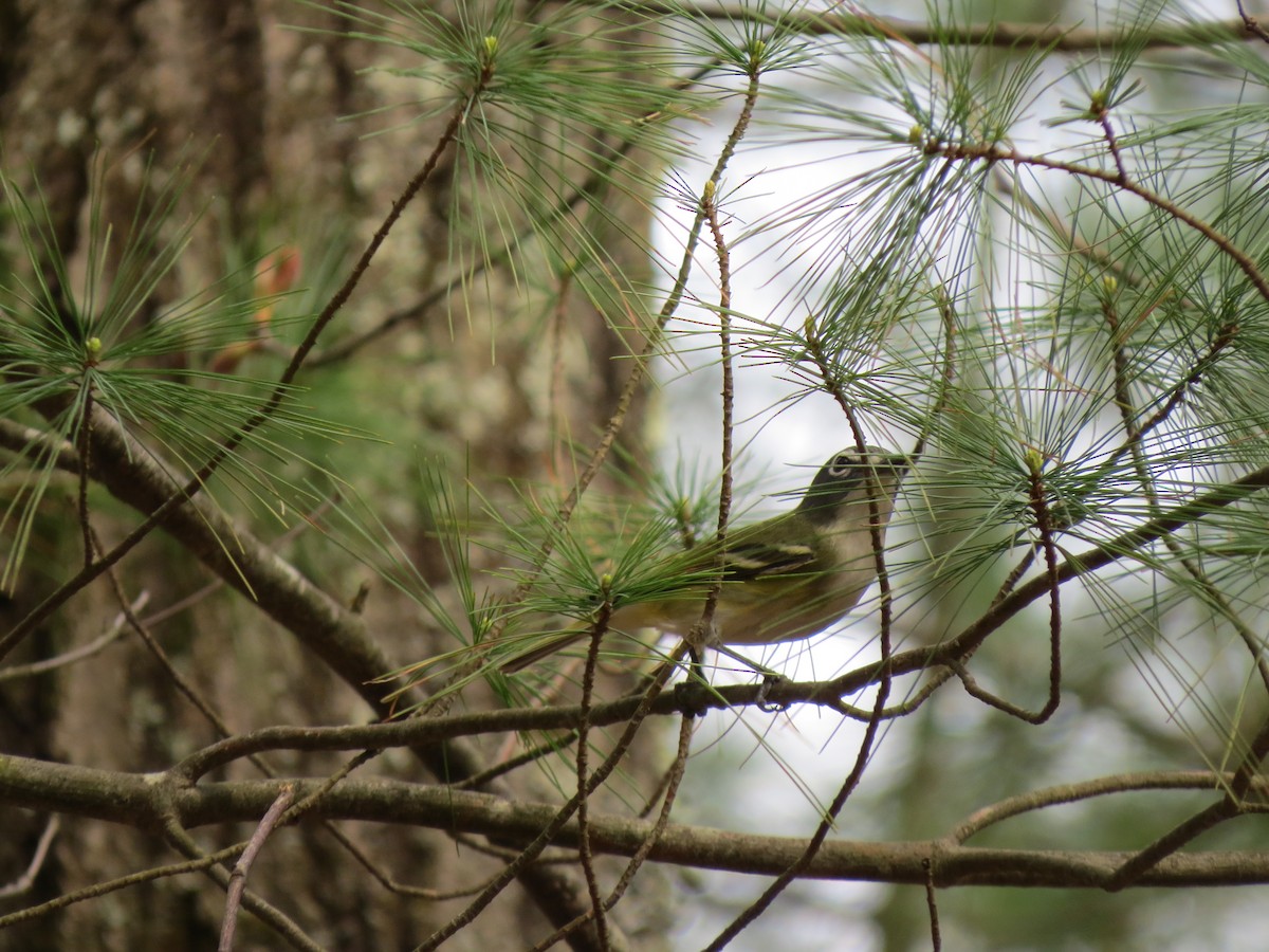 Blue-headed Vireo - ML56158701