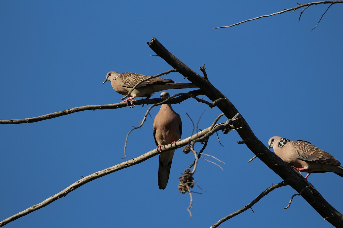 Spotted Dove - ML561587131