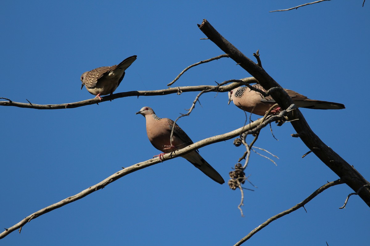 Spotted Dove - ML561587141
