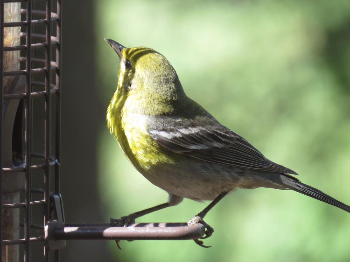 Pine Warbler - Scott Schwenk