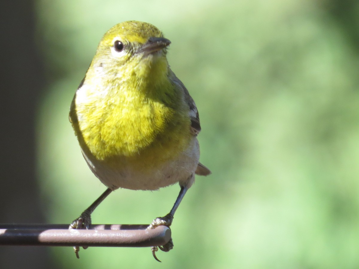 Pine Warbler - Scott Schwenk