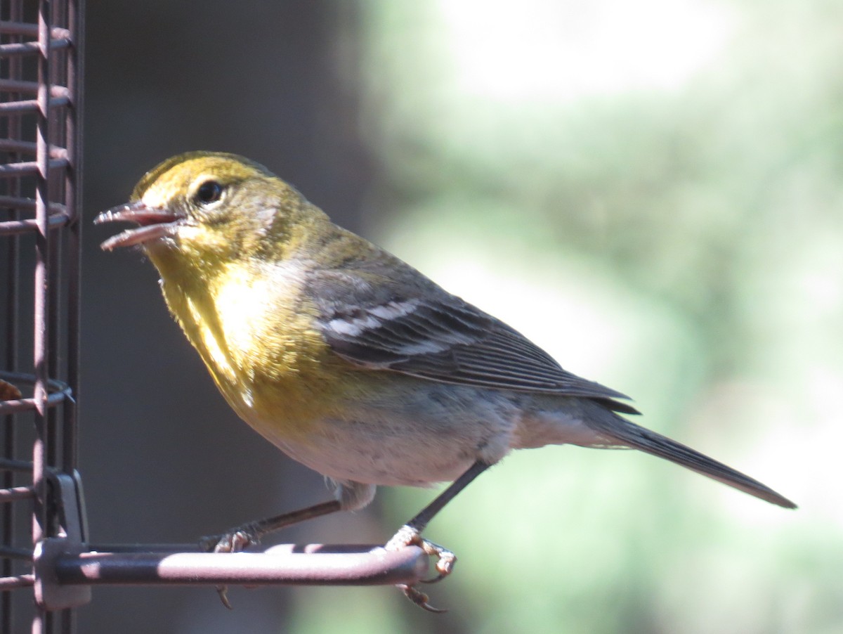 Pine Warbler - Scott Schwenk