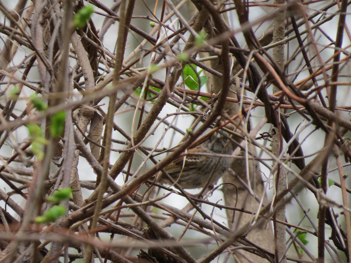 White-throated Sparrow - ML56158721