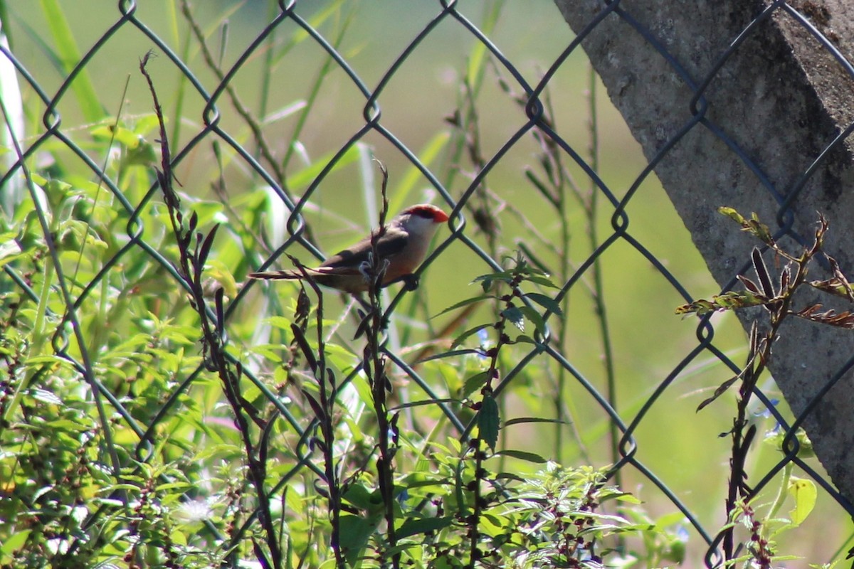 Common Waxbill - ML561587441