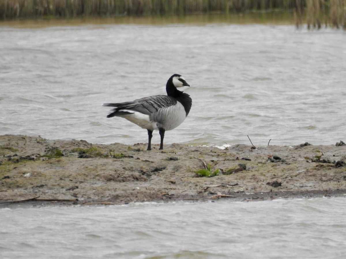 Barnacle Goose - ML561588431