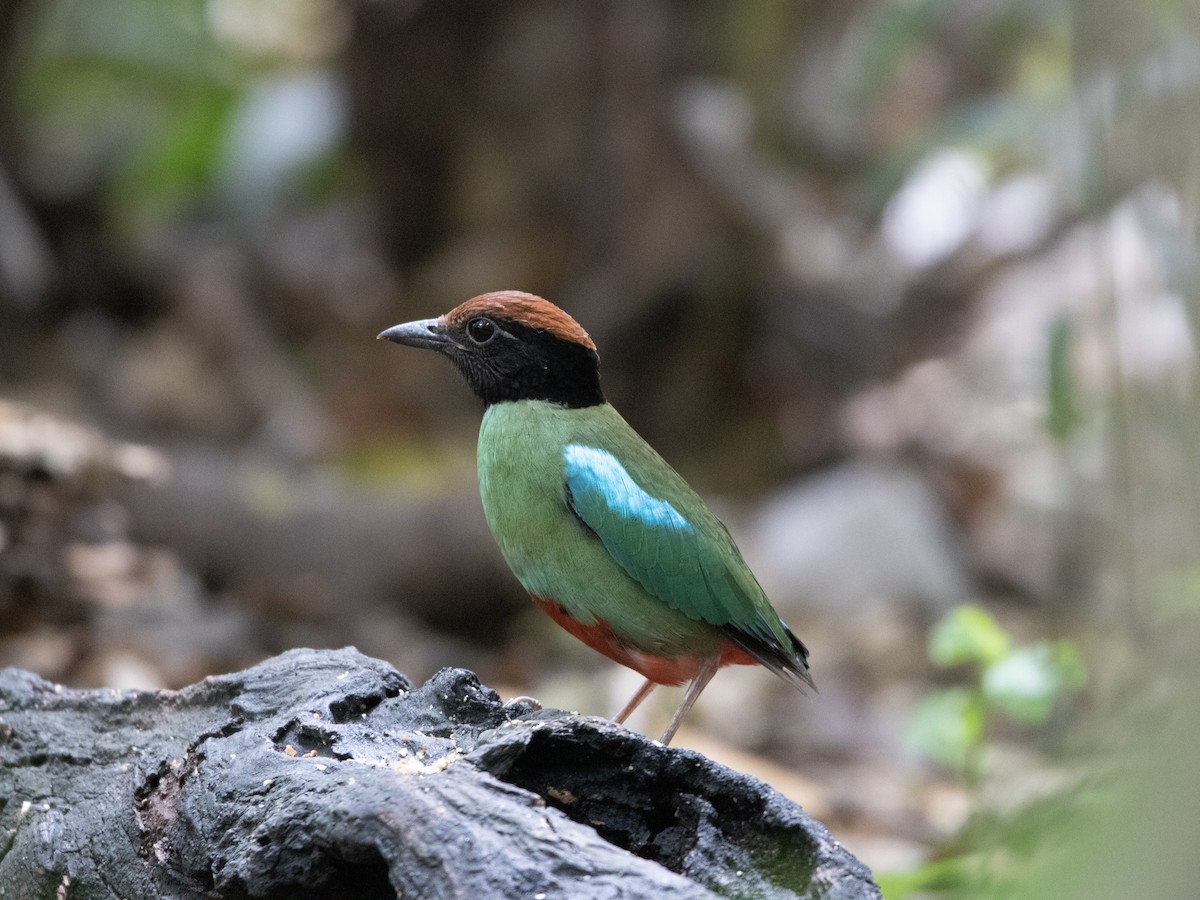 pita kápová - ML561591141