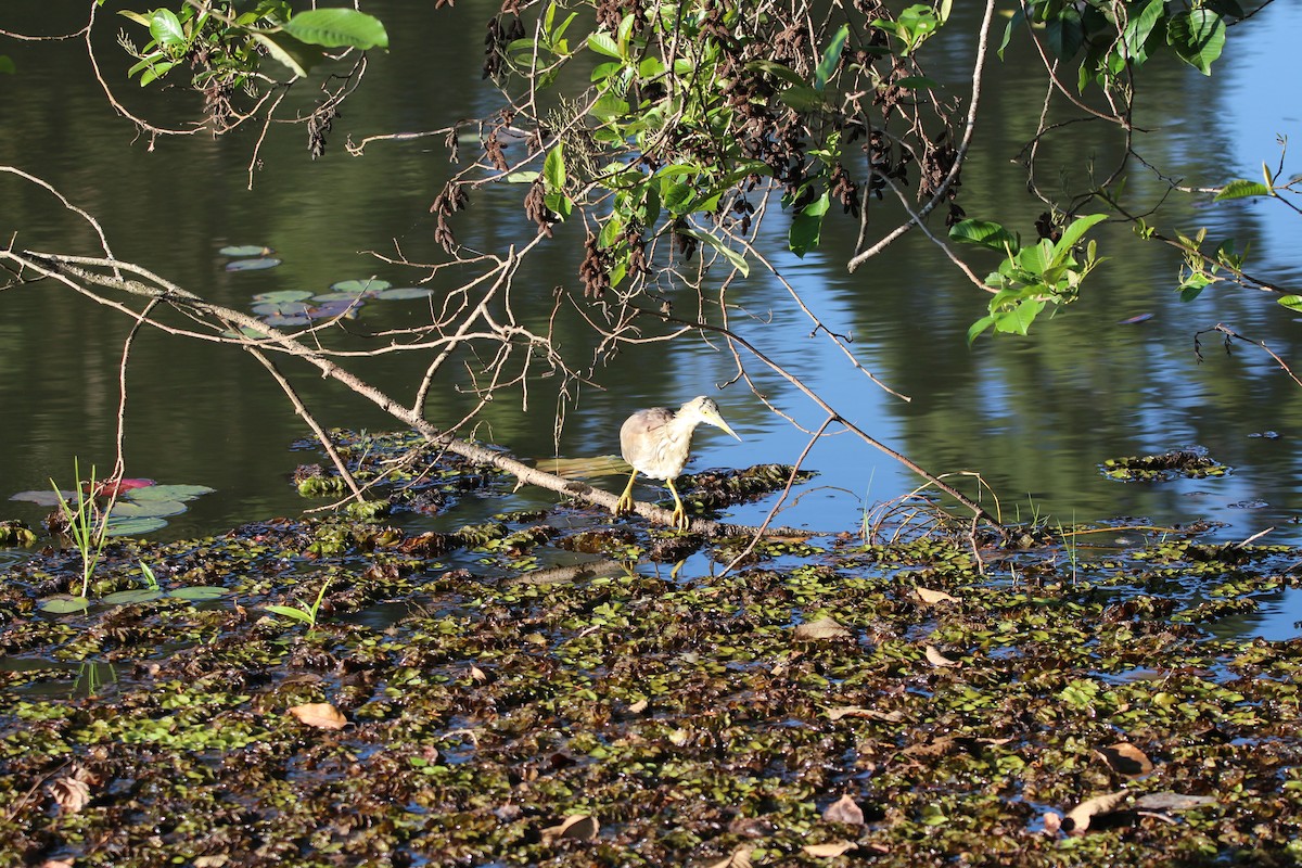 Indian Pond-Heron - Premkumar Vadapalli