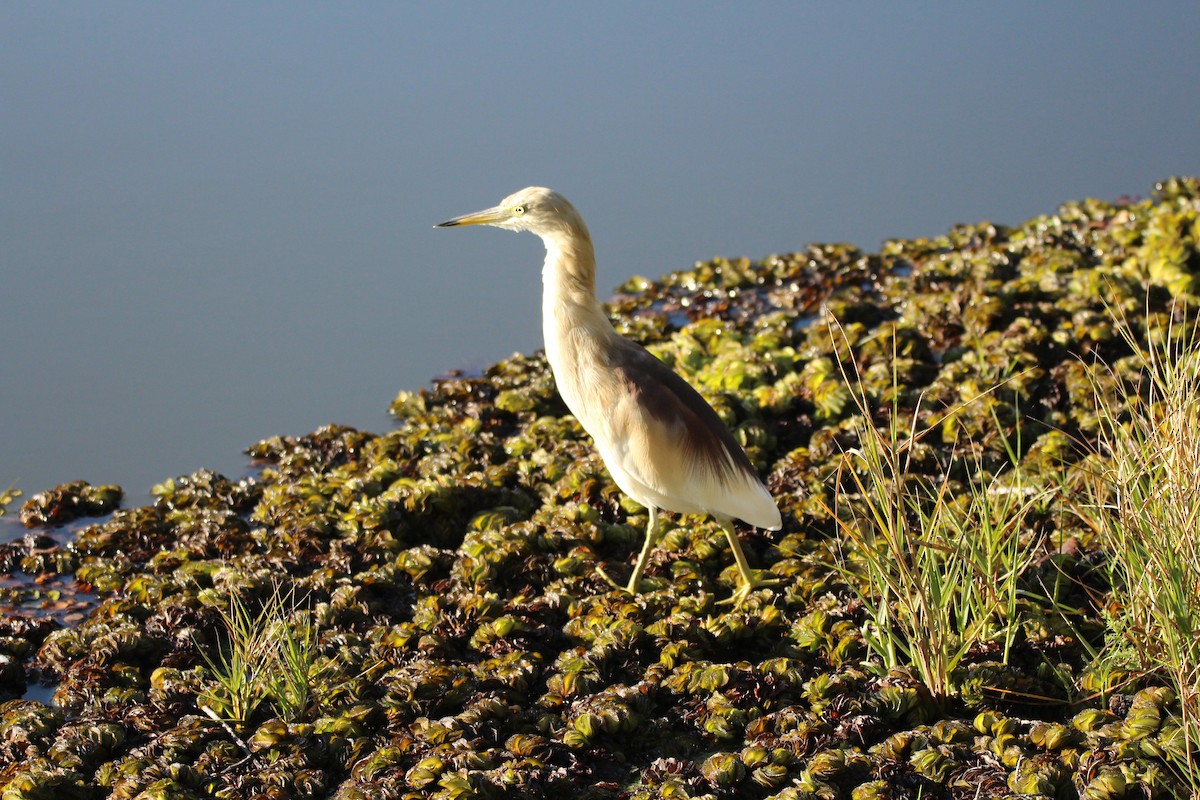 Indian Pond-Heron - ML561591491