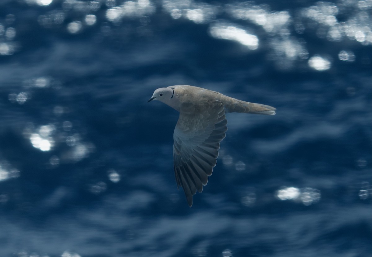 Eurasian Collared-Dove - Ken Wright