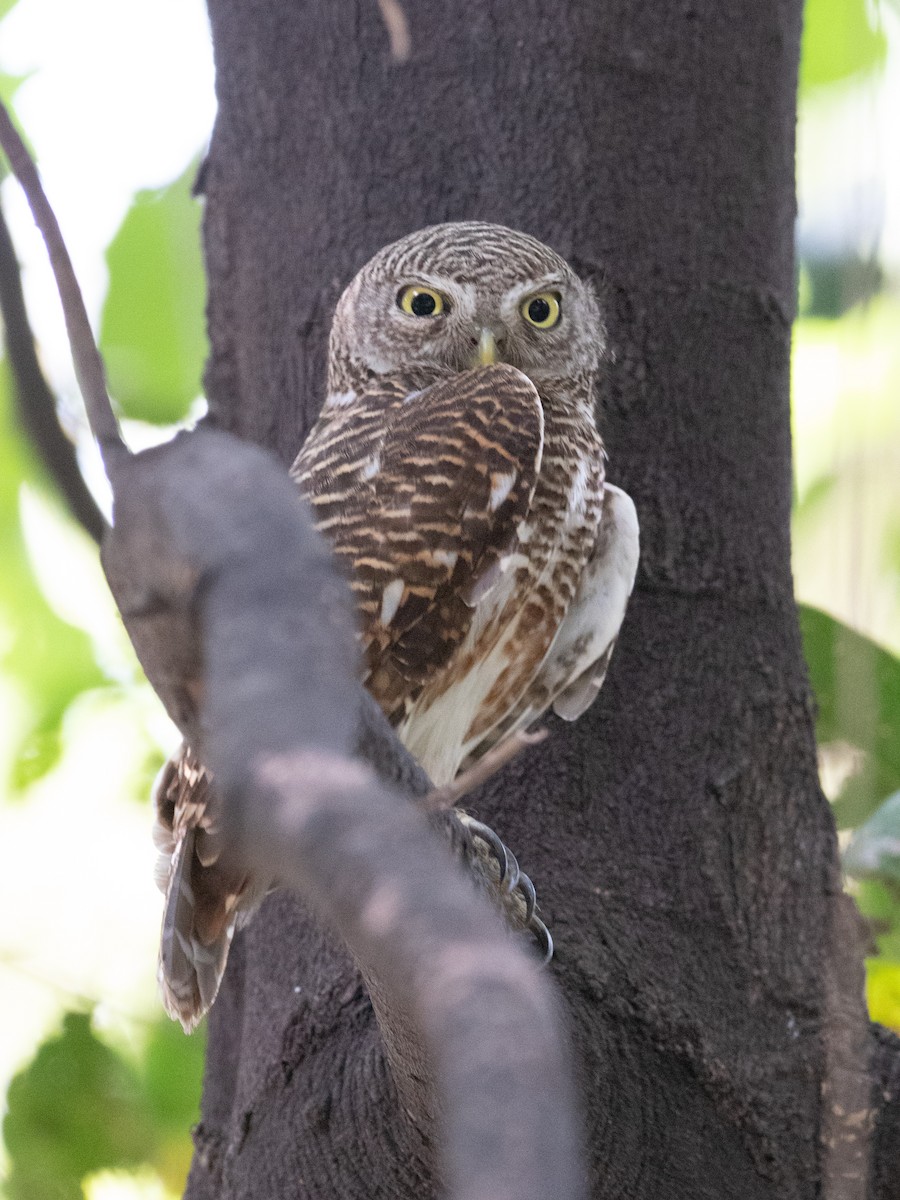 kulíšek kukaččí - ML561592681