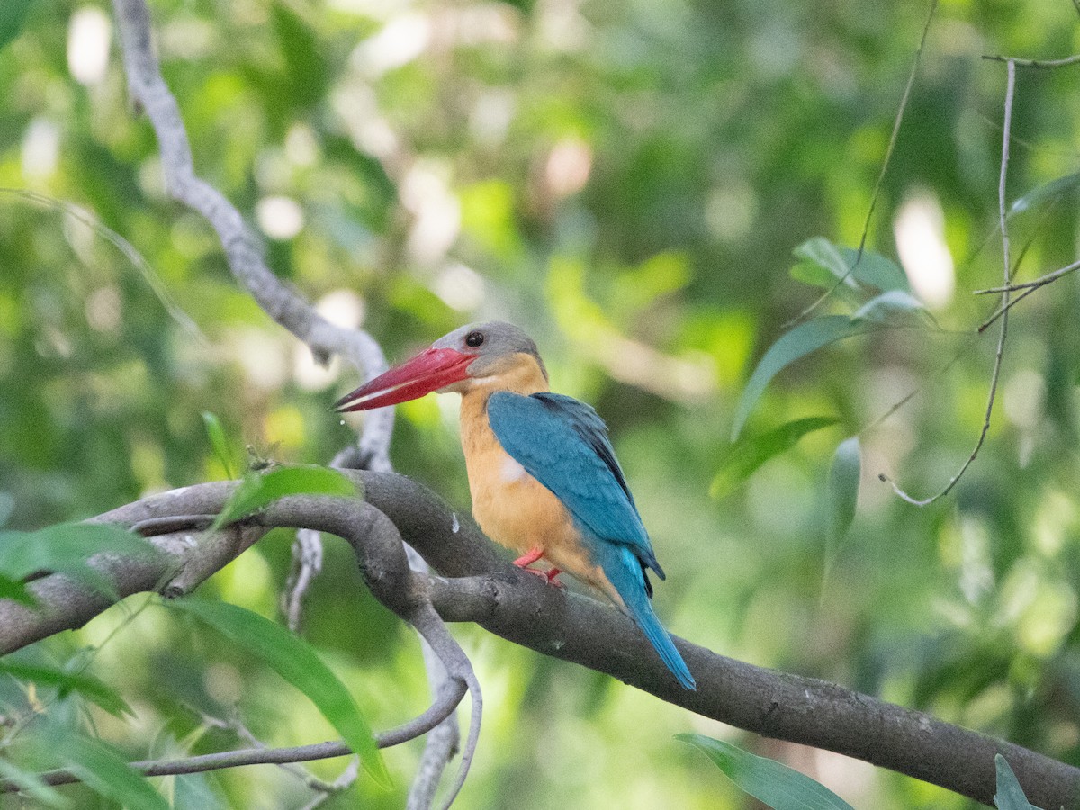 ledňáček čápozobý - ML561592731