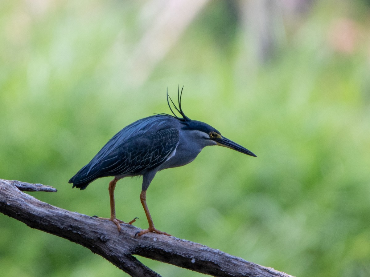 volavka malá - ML561592801