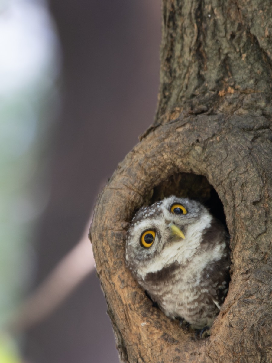 sýček brahmínský - ML561592881