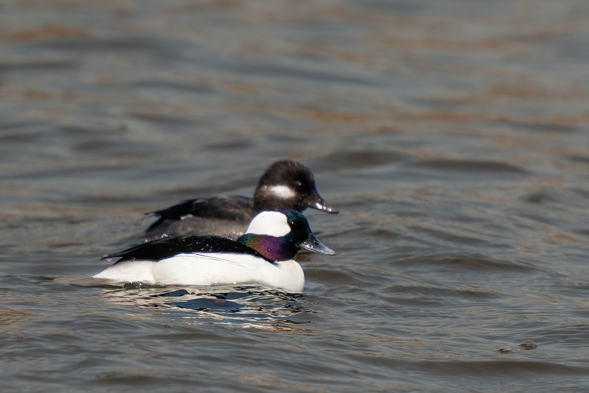 Bufflehead - ML561593251