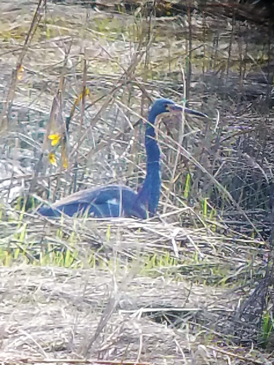 Tricolored Heron - ML56159391