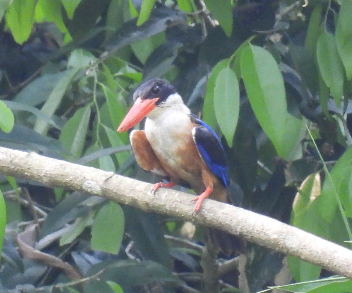 Black-capped Kingfisher - Anonymous