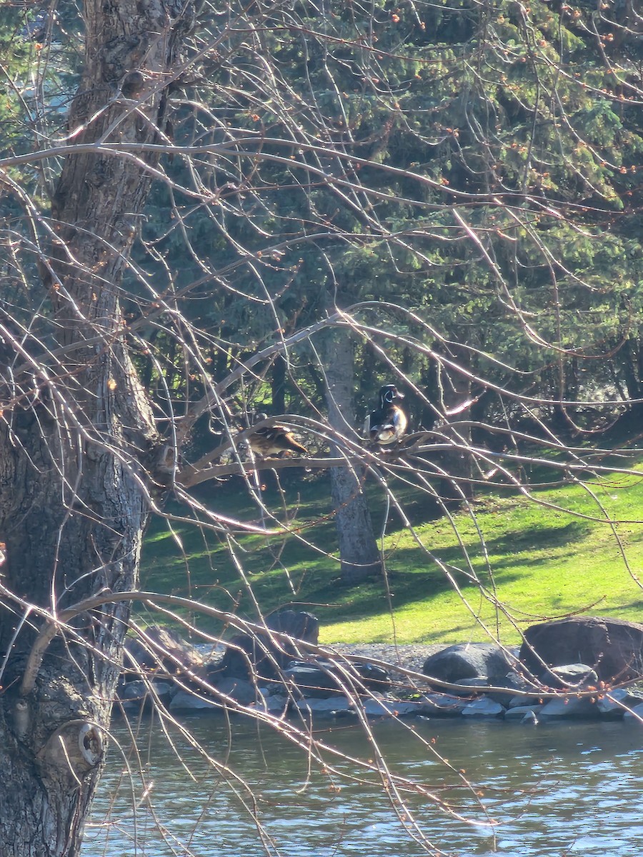 Wood Duck - ML561594171