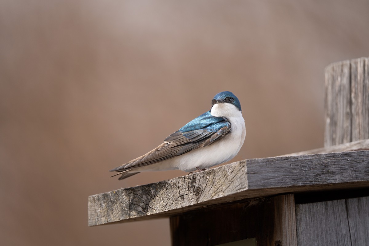 Tree Swallow - ML561594381