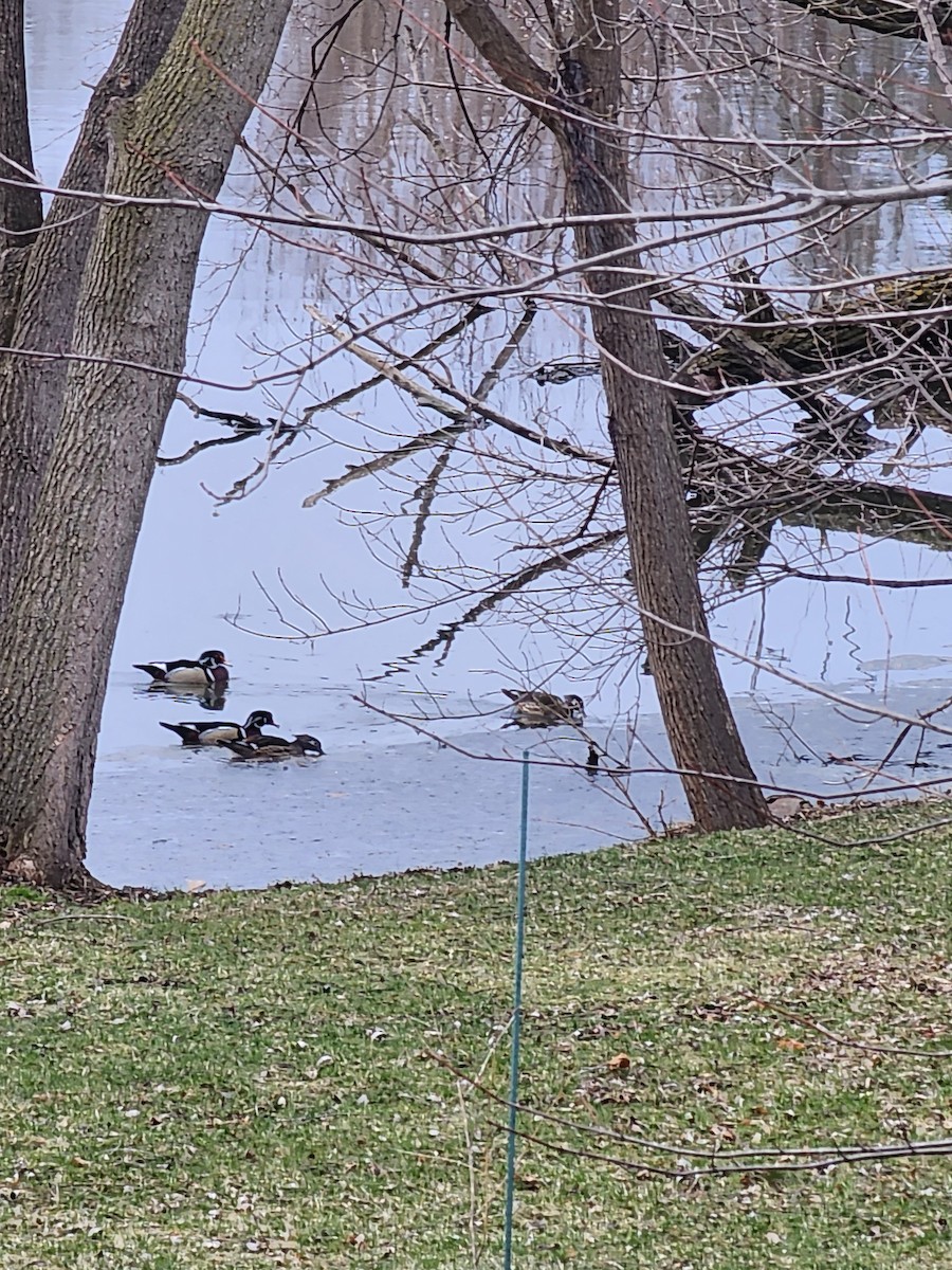 Wood Duck - ML561594641