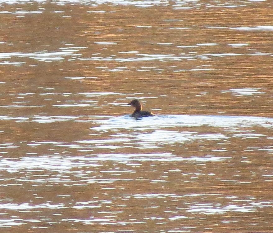 Little Grebe - ML561596601